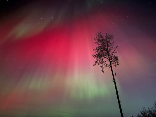 Alaska Aurora Borealis Lights Tour: The Best Fairbanks Winter Itinerary (2026 Guide) TRVLD