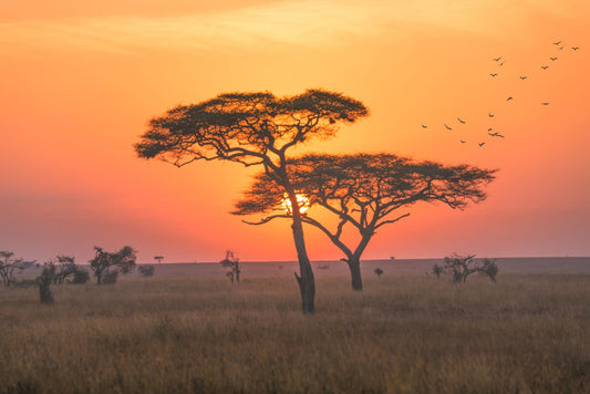 Best Time for a Safari in Tanzania Serengeti | Wildlife & Great Migration Guide