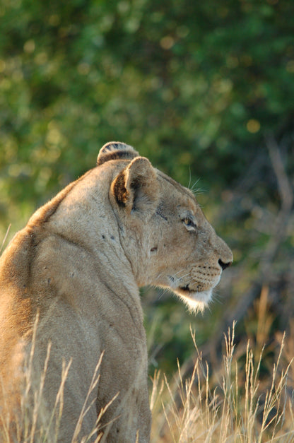 South African Safari- Booking Call
