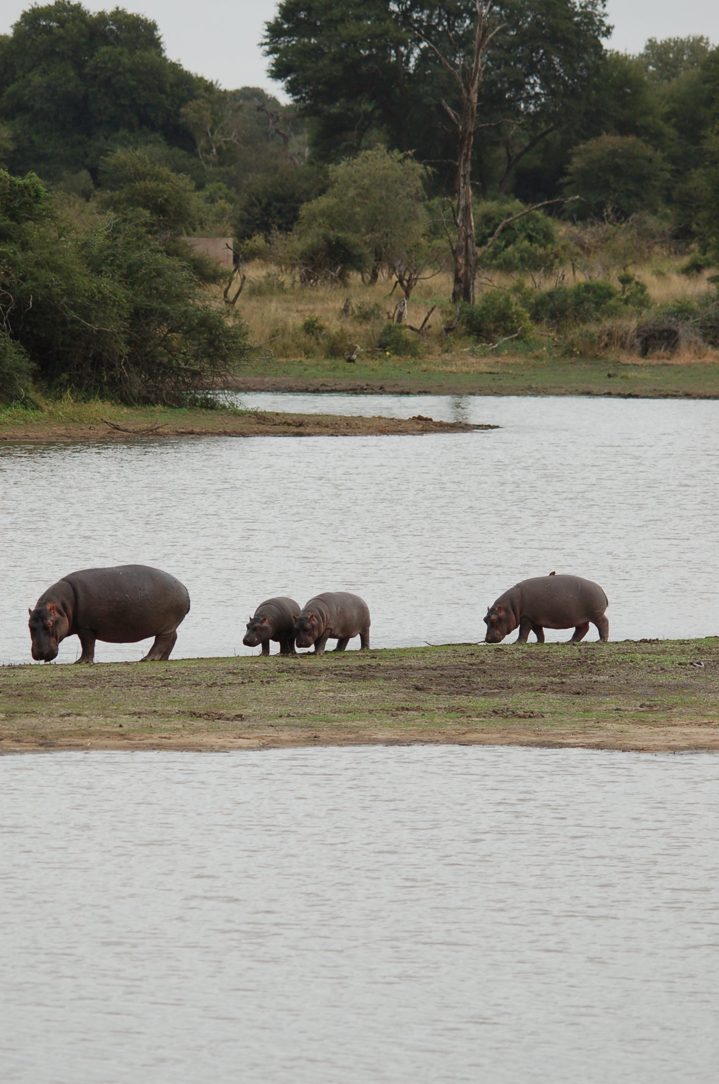 South African Safari- Booking Call