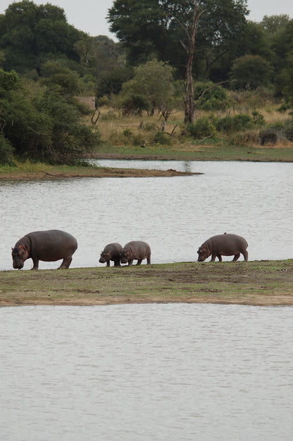 South African Safari- Booking Call