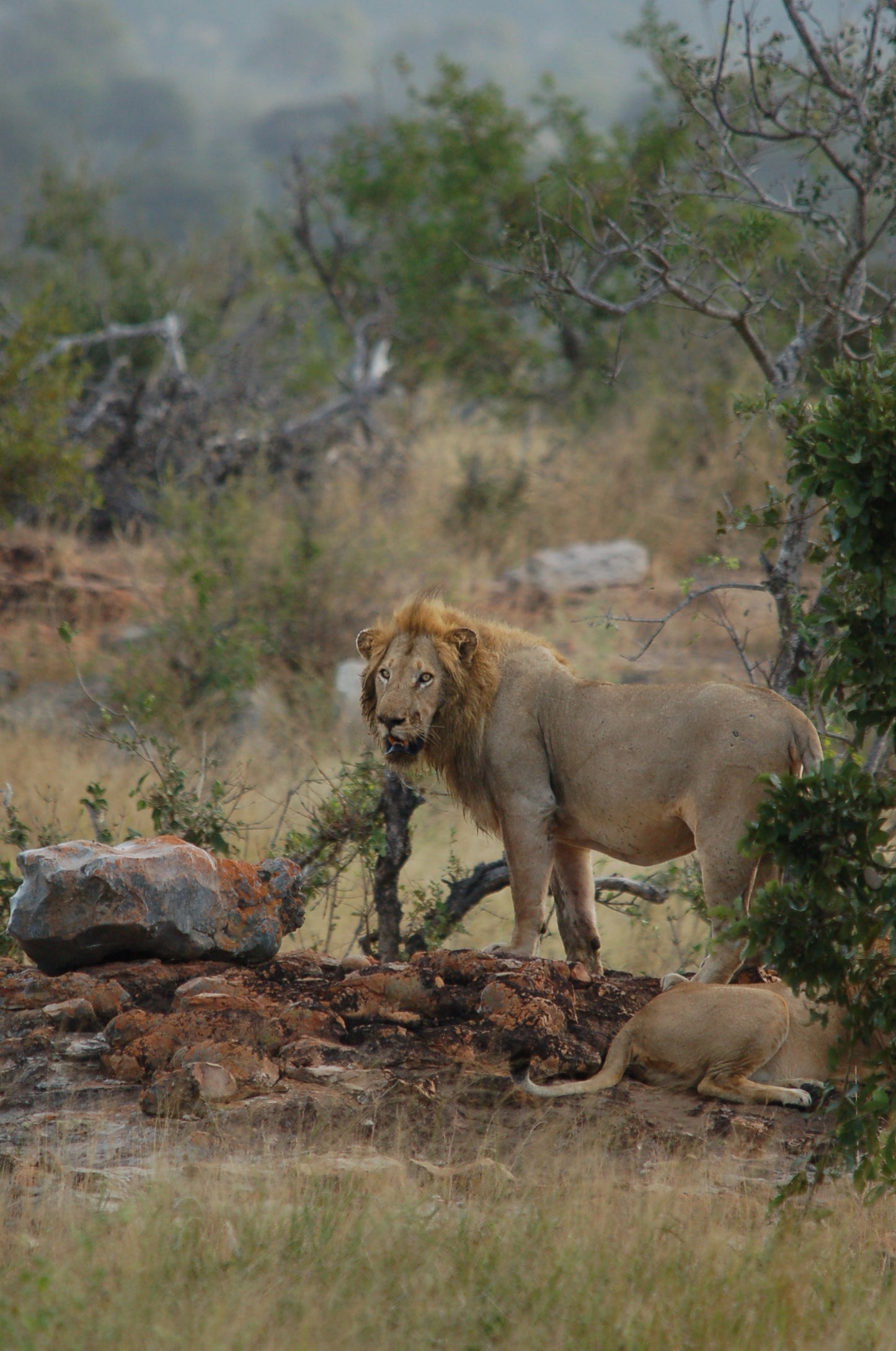 South African Safari- Booking Call