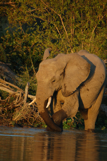 South African Safari- Booking Call