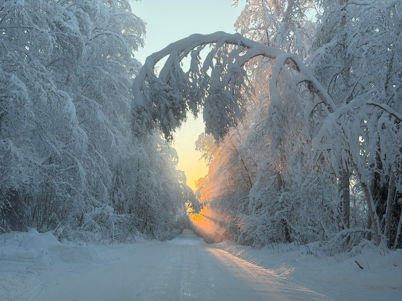 Snow-covered trees lining a road with sunlight filtering through. Fairbanks Alaska 