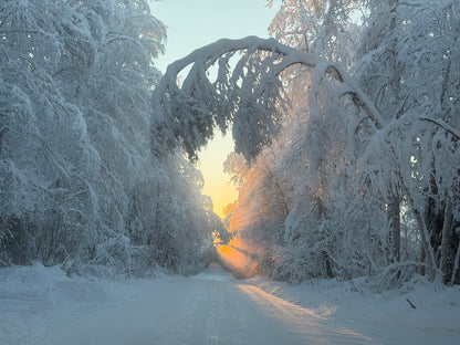 Snow-covered trees lining a road with sunlight filtering through. Fairbanks Alaska 