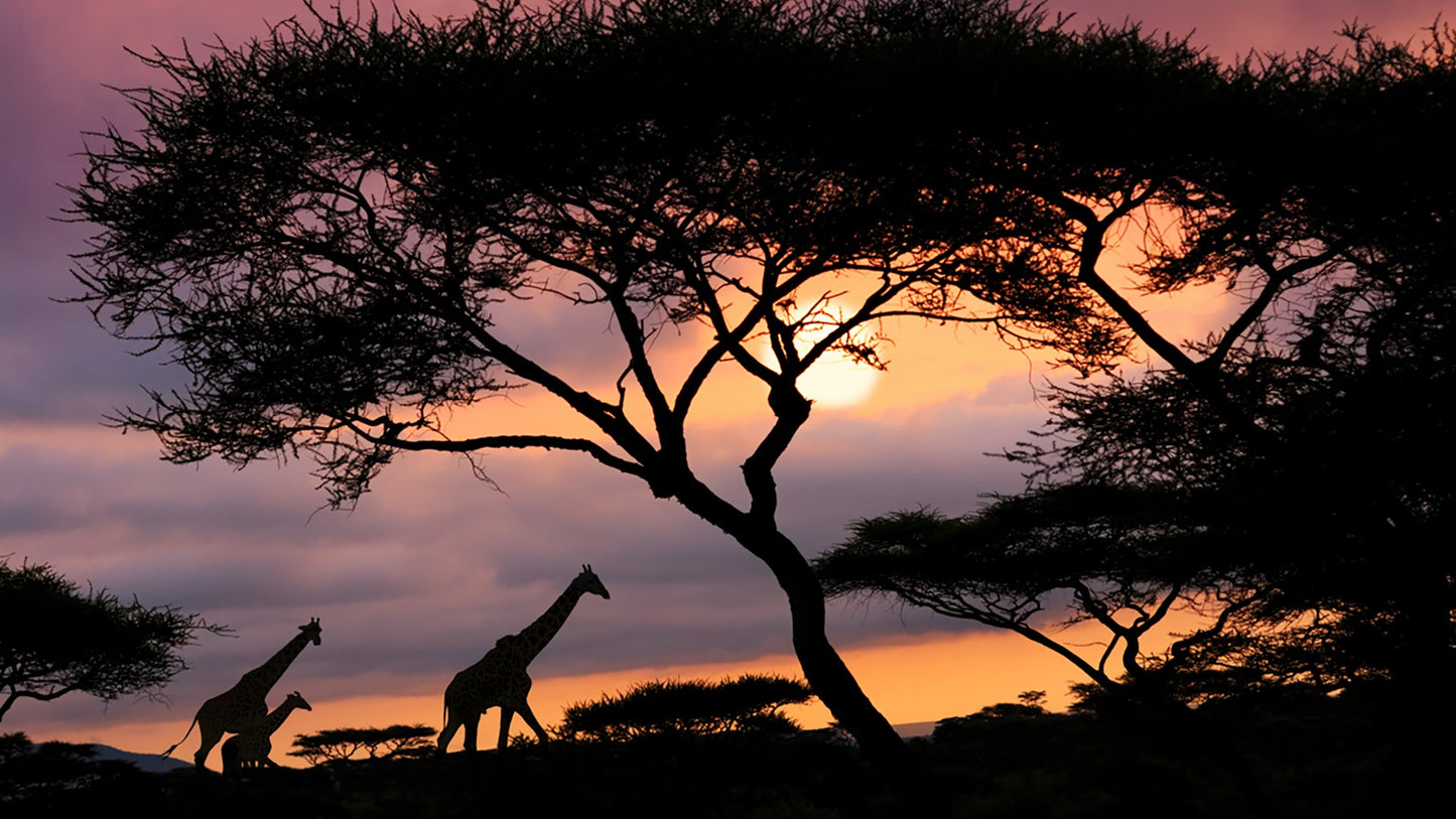 Serengeti Safari & Zanzibar Island Experience- Booking Call