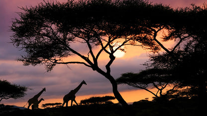 Serengeti Safari & Zanzibar Island Experience- Booking Call