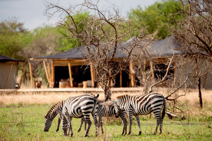 Serengeti Safari & Zanzibar Island Experience- Booking Call