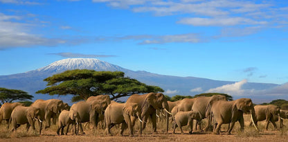 Serengeti Safari & Zanzibar Island Experience- Booking Call
