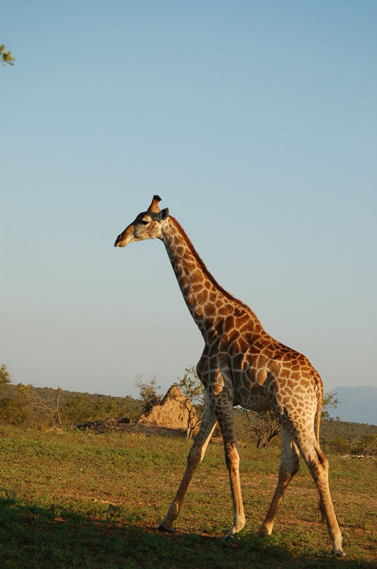South African Safari- Booking Call