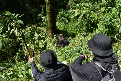 Gorilla Trekking- Booking Call