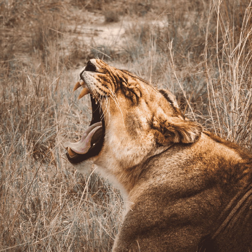 Zimbabwe African Safari & Wildlife Encounters