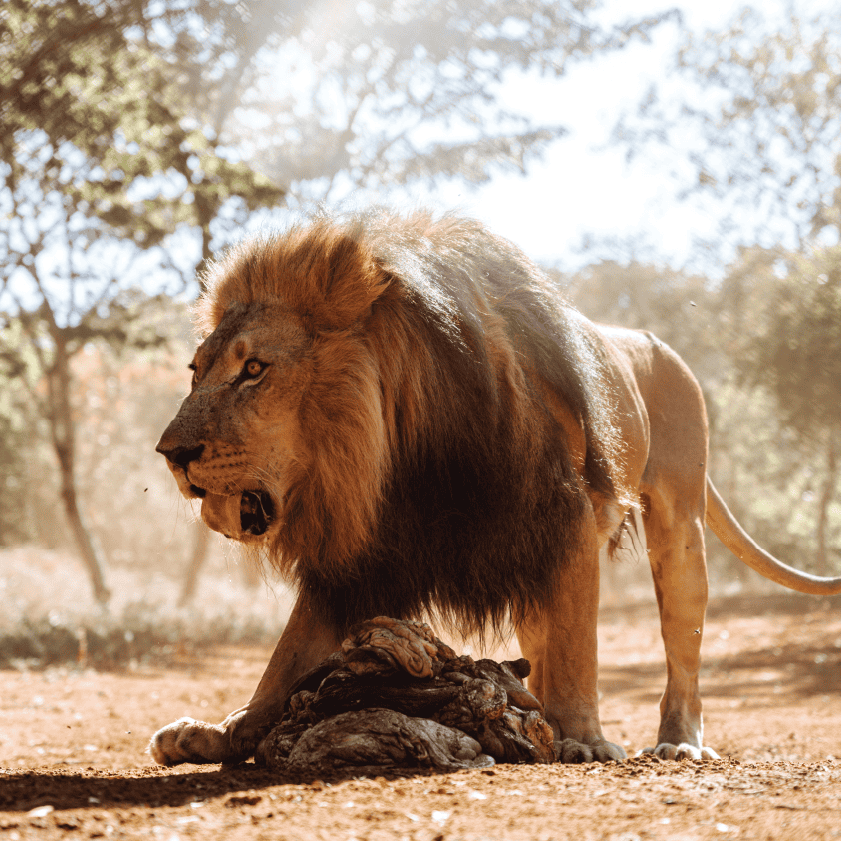 Zimbabwe African Safari & Wildlife Encounters