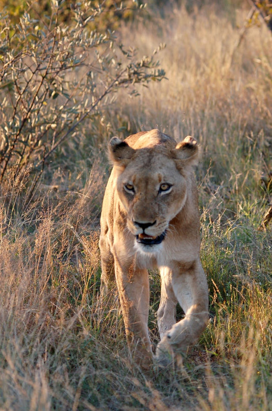 Serengeti Safari & Zanzibar Island Experience- Booking Call