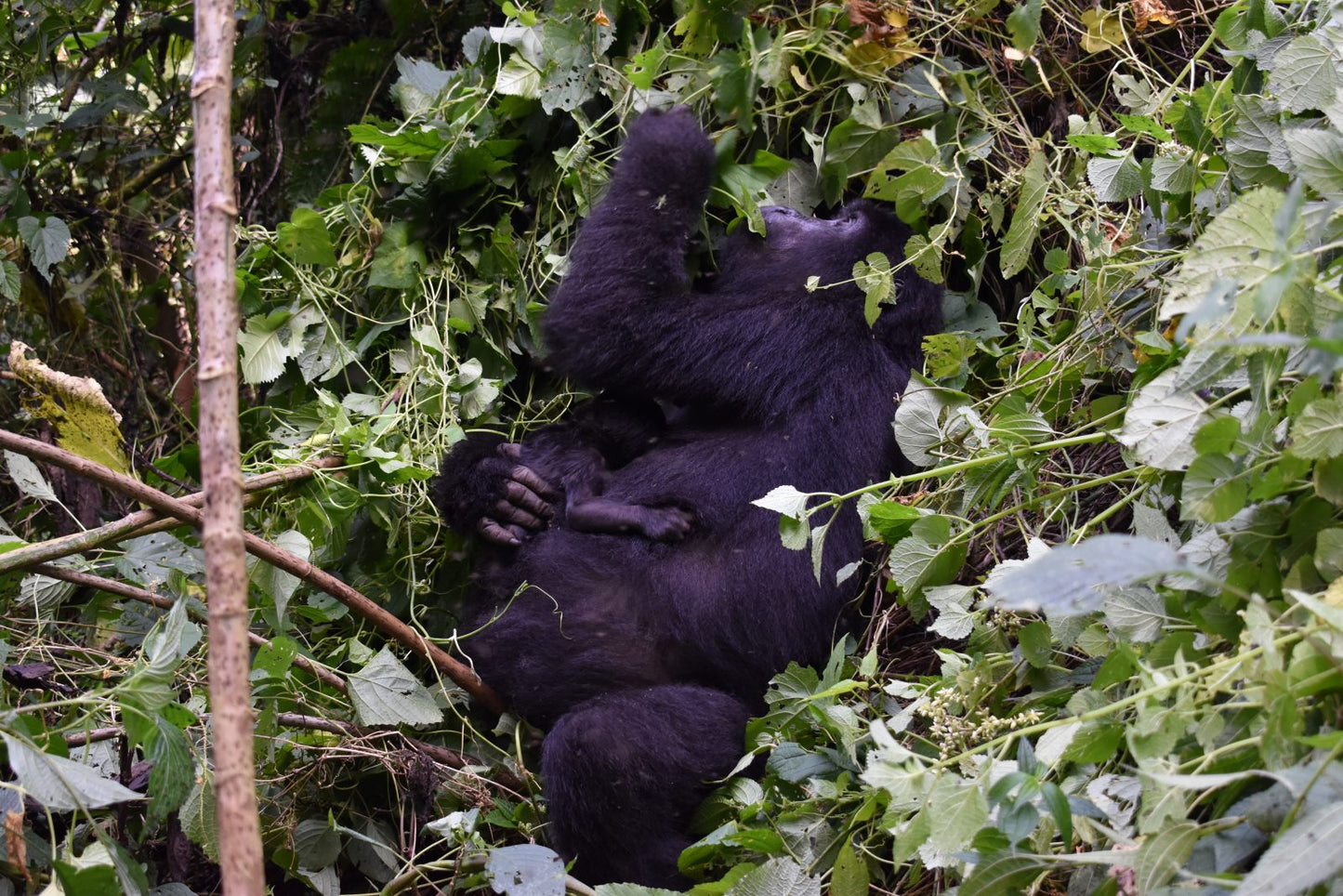 Gorilla Trekking- Booking Call