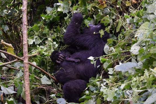Gorilla Trekking- Booking Call