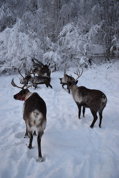 Alaska Winter Northern Lights Experience- Booking Call