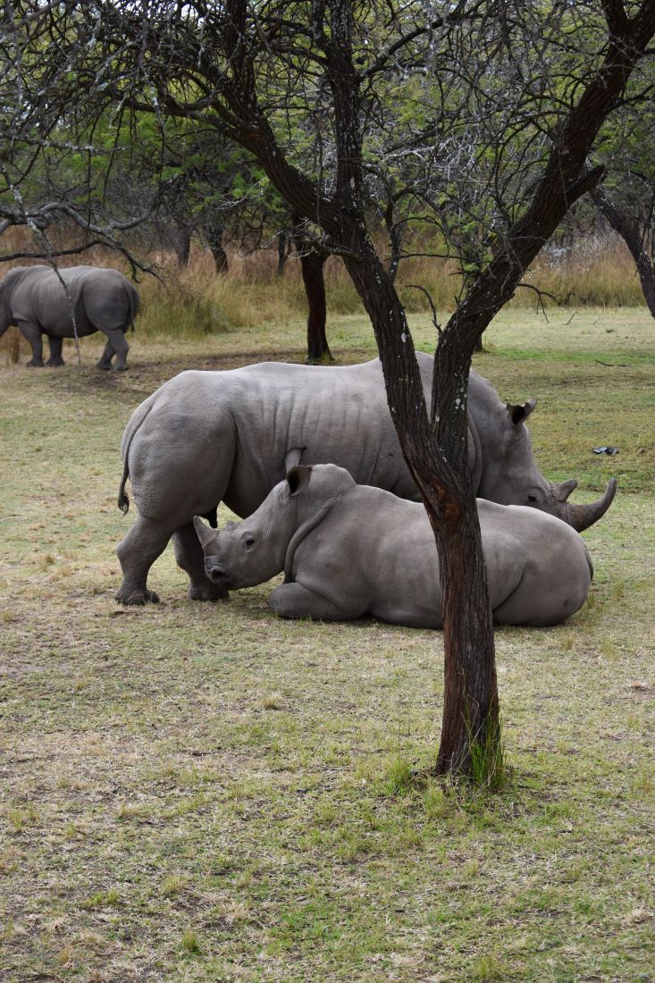 Zimbabwe African Safari & Wildlife Encounters