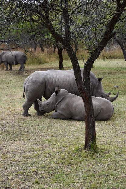 Zimbabwe African Safari & Wildlife Encounters