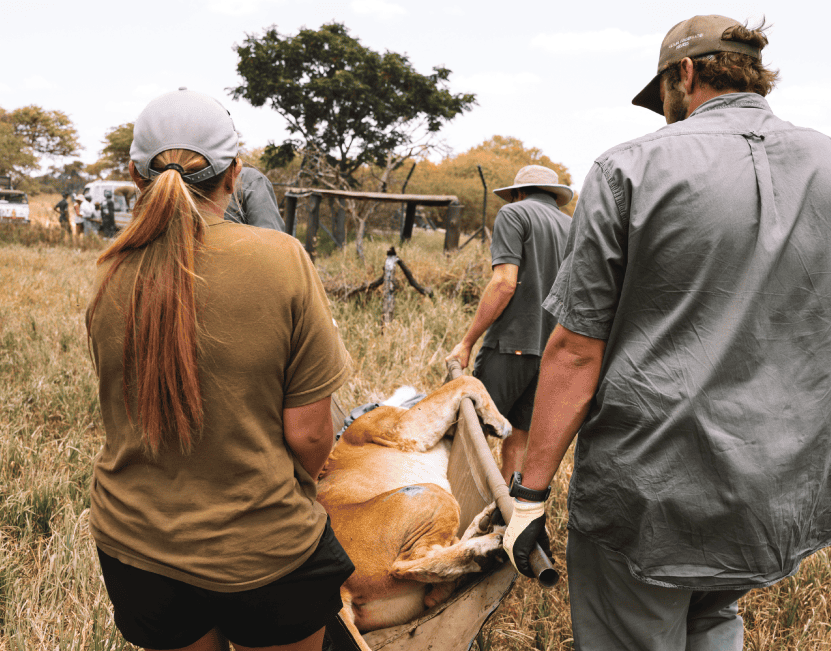 Zimbabwe African Safari & Wildlife Encounters