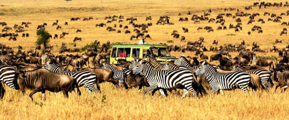 Serengeti Safari & Zanzibar Island Experience- Booking Call