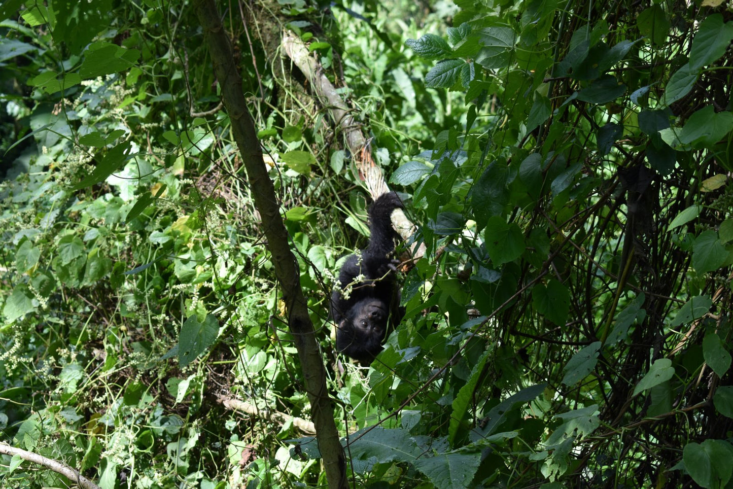 Gorilla Trekking- Booking Call