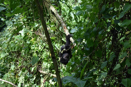 Gorilla Trekking- Booking Call