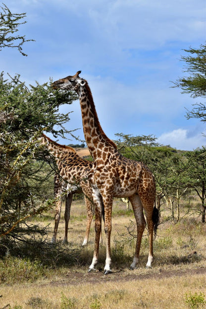 Zimbabwe African Safari & Wildlife Encounters