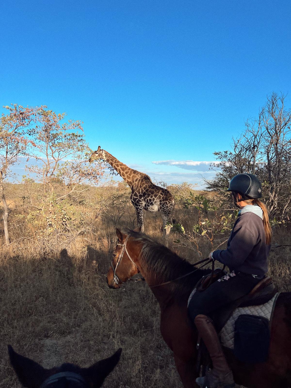 Zimbabwe African Safari & Wildlife Encounters