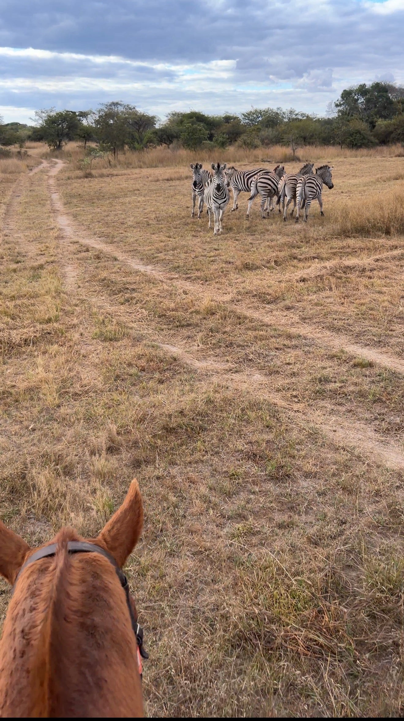 Zimbabwe African Safari & Wildlife Encounters