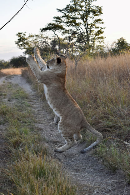 Zimbabwe African Safari & Wildlife Encounters