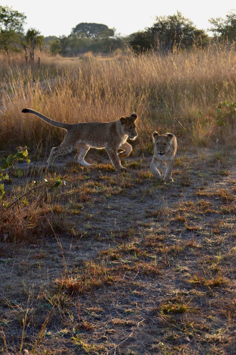 Zimbabwe African Safari & Wildlife Encounters