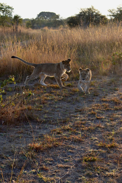 Zimbabwe African Safari & Wildlife Encounters