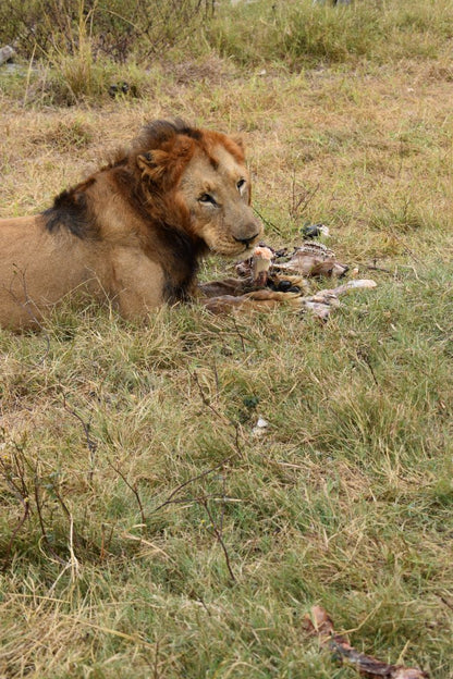 Zimbabwe African Safari & Wildlife Encounters