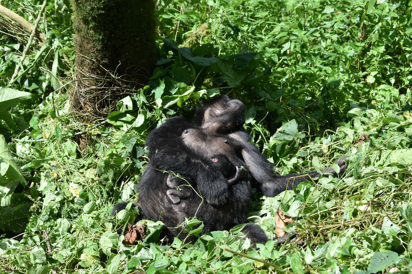 Gorilla Trekking- Booking Call
