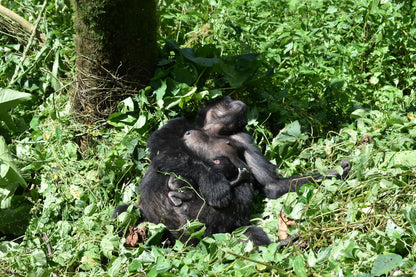 Gorilla Trekking- Booking Call